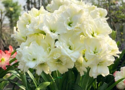 推荐一款养花爱好者的必养之花--朱顶红