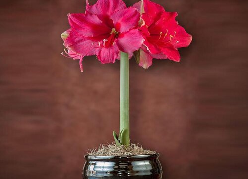 推荐一款养花爱好者的必养之花--朱顶红