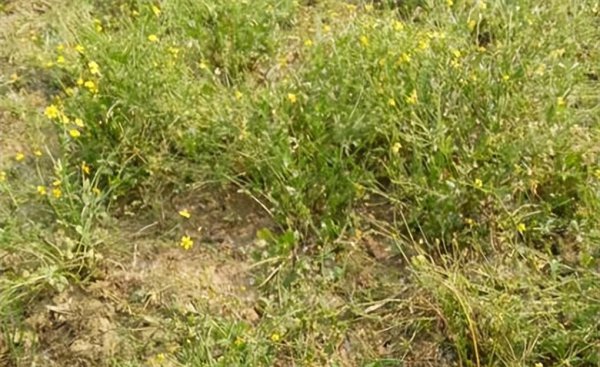 亩效益过万的一年生药材