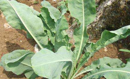 亩效益过万的一年生药材