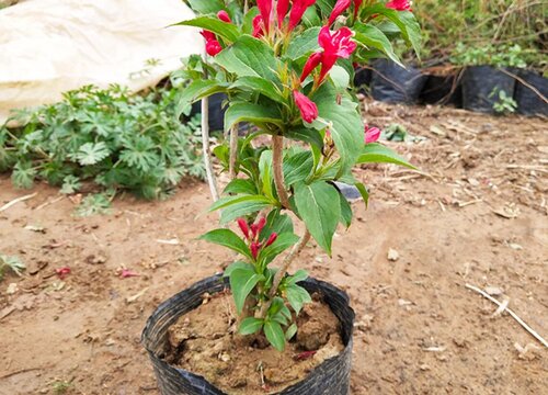 五彩锦带树耐寒吗