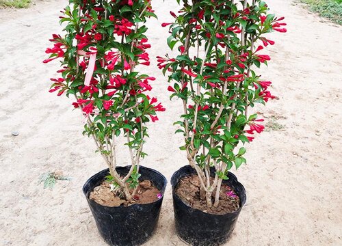 五彩锦带树耐寒吗