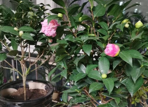 山茶花什么时候开花