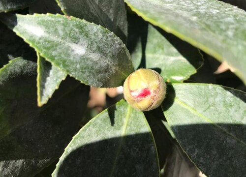 四季茶花叶子干枯是什么原因