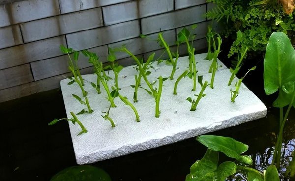 空心菜可以水培吗