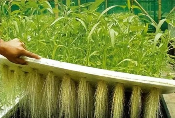 空心菜可以水培吗