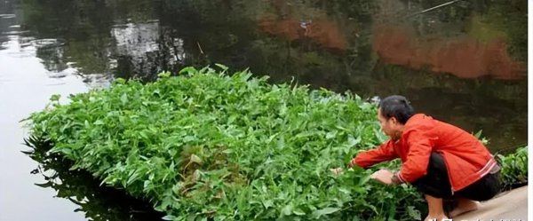 空心菜可以水培吗