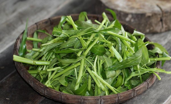 空心菜可以水培吗