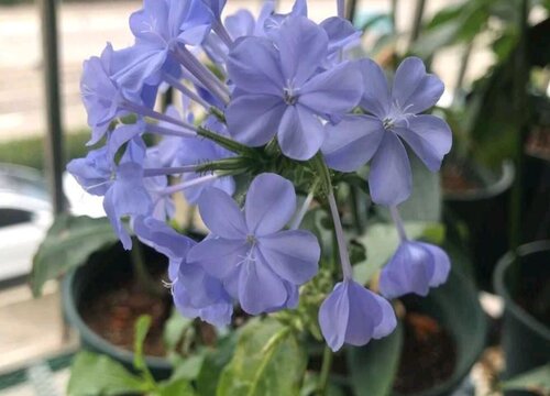 蓝雪花冬天落叶吗