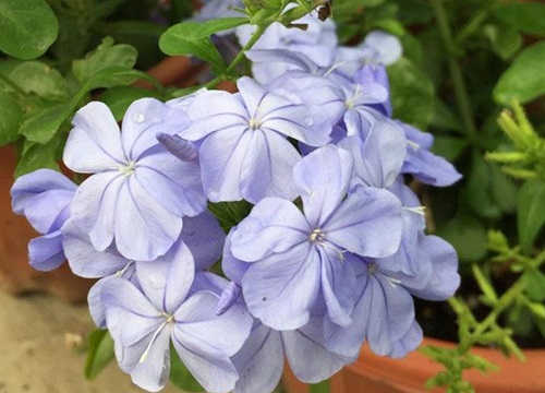 蓝雪花冬天落叶吗