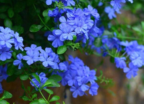 蓝雪花冬天落叶吗