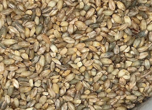 青稞什么时候成熟