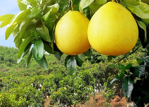 柚子一年四季都有吗