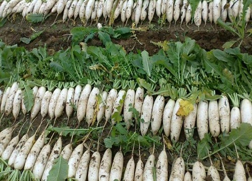 白萝卜种植时间和收获时间