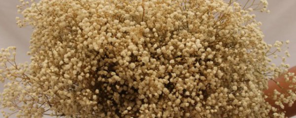 满天星如何保存时间长