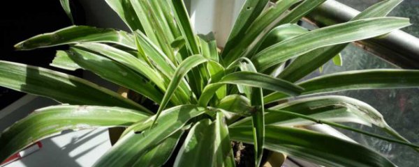 青叶吊兰可以放卧室吗