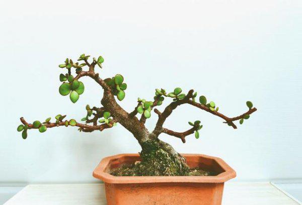 金枝玉叶用什么水浇好