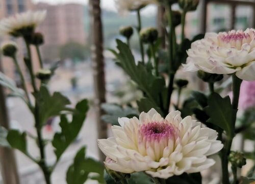 菊花的种植方法和时间