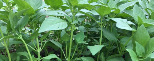 在家里怎么种植荆芥