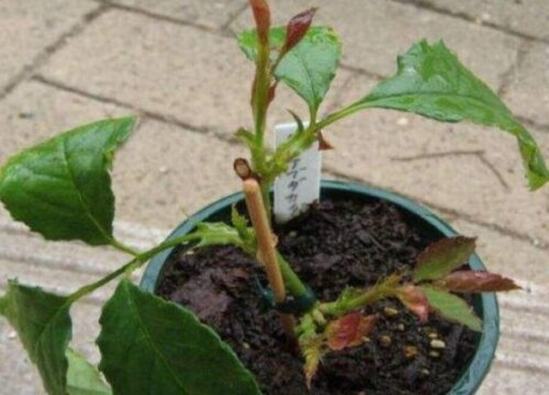 月季什么时候扦插最好