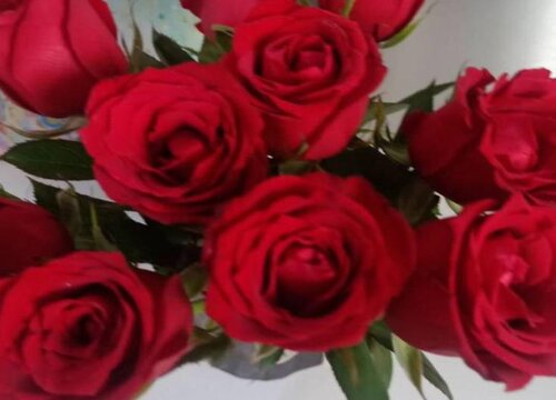 玫瑰花怎么种植方法