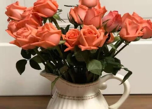 玫瑰花怎么种植方法