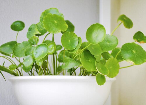 夏季铜钱草这样养护爆满盆
