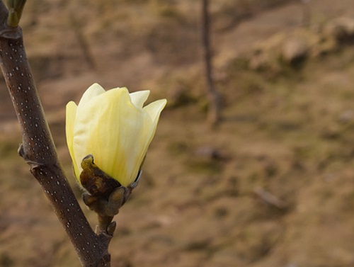 玉兰花扦插生根最快方法