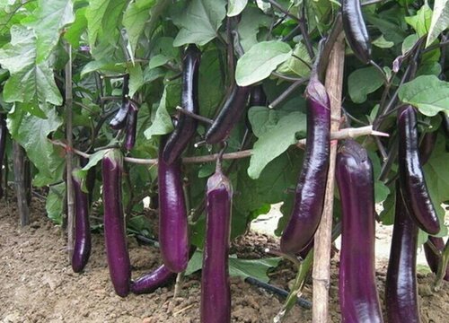 茄子黄叶是怎么回事 引起黄叶落叶原因