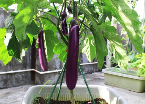 茄子黄叶是怎么回事 引起黄叶落叶原因