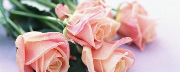 如何让玫瑰花保鲜久些