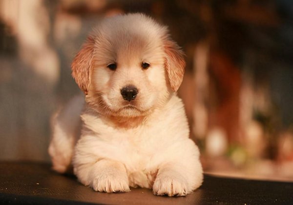 1至3个月小狗吃什么有营养