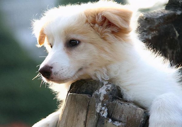 1至3个月小狗吃什么有营养