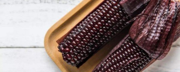 紫玉米需要煮多久才能吃