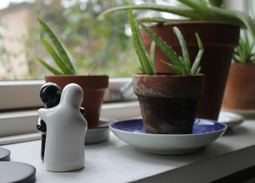 元宝芦荟怎样养护叶片又绿又鲜艳