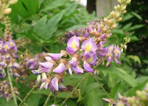 红藤和鸡血藤的区别