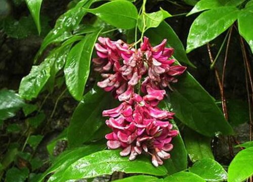 红藤和鸡血藤的区别