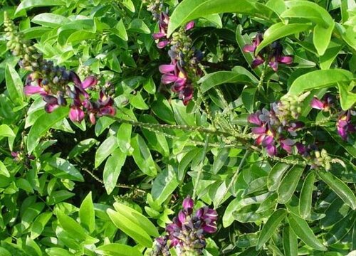 红藤和鸡血藤的区别