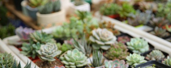 什么季节适合播种肉锥