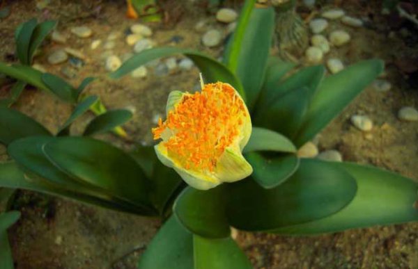 虎耳兰怎么样才能长得快