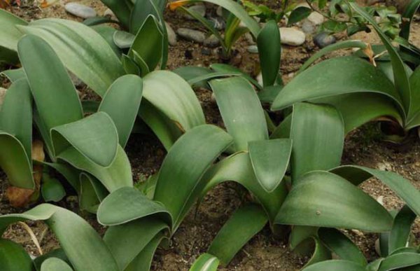 虎耳兰怎么样才能长得快