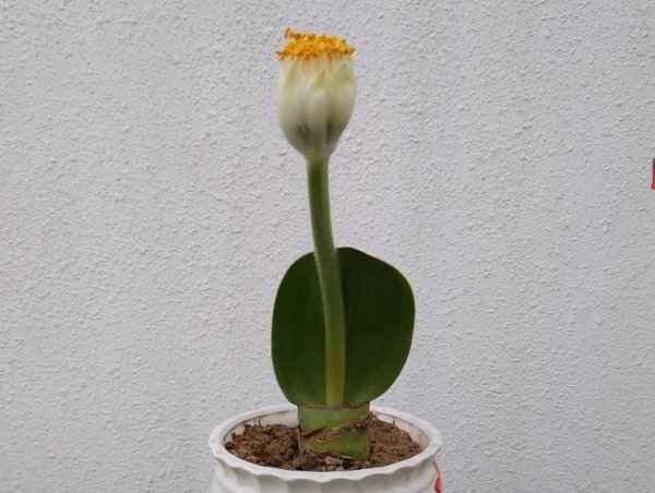 虎耳兰怎么样才能长得快