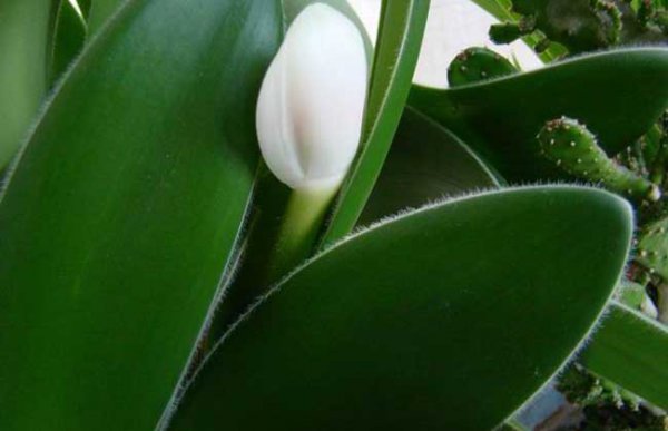 虎耳兰怎么样才能长得快