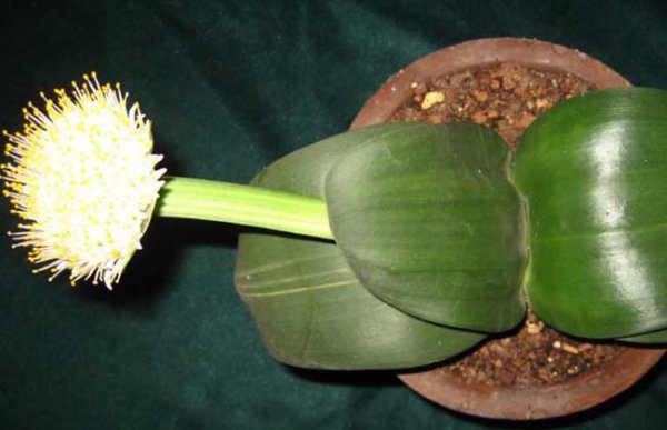 虎耳兰怎么样才能长得快