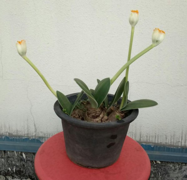 虎耳兰怎么样才能长得快