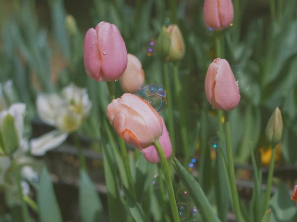 水瓶是什么象星座嘛