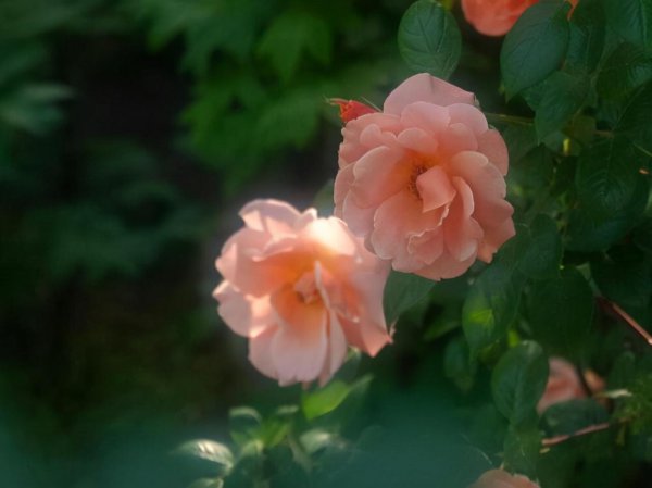 水瓶是什么象星座嘛