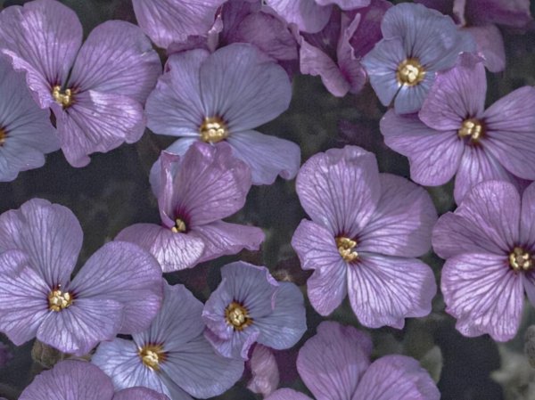 水瓶是什么象星座嘛