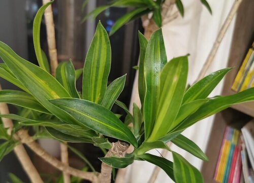 龙血树花期是什么时候