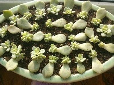 多肉插叶繁殖方法图解